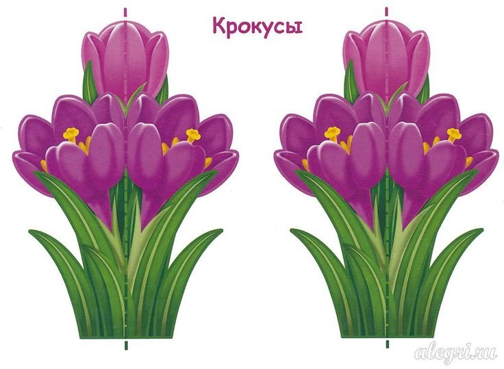 Крокус цветок