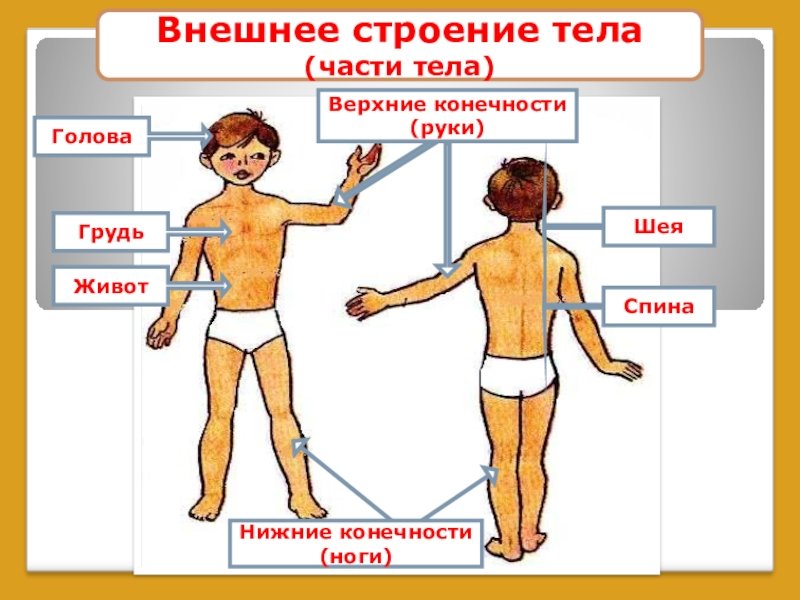 внешнее строение человека