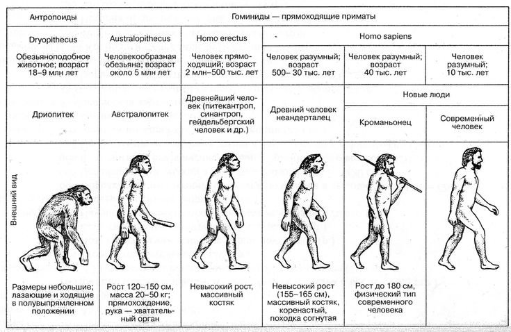 эволюция человека