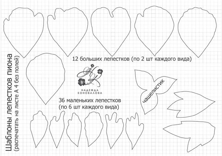 Пионы цветы