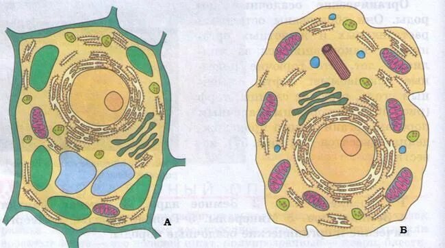 Строение животной и растительной клетки 5 класс БИОЛОГИЯЭ