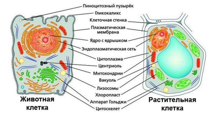 Рисунок 15 органоиды животной и растительной клетки