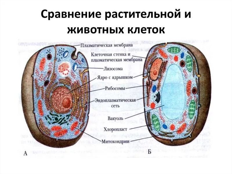 Биология 5 класс строение растительного и животного клеток