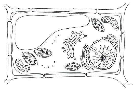 Растительная клетка строение черно белое