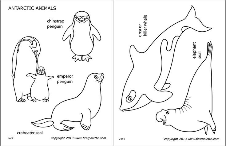 Раскраски животные Арктики и Антарктики для детей