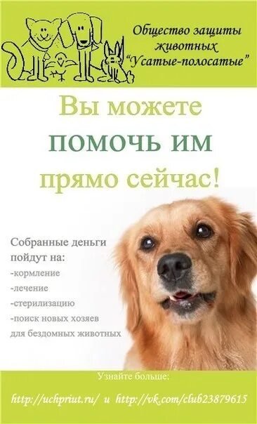 Листовка бездомные животные