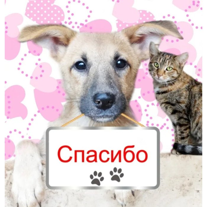 Спасибо за помощь животным