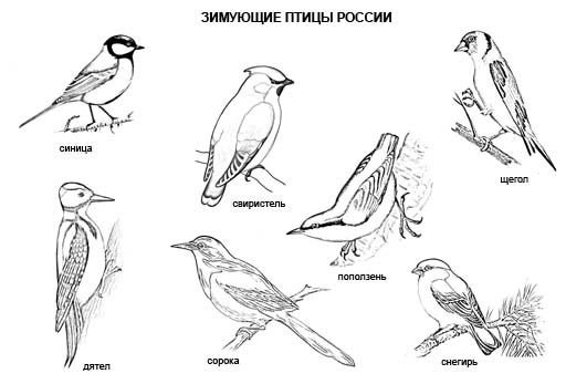 Птицы России зимующие и перелетные птицы раскраски