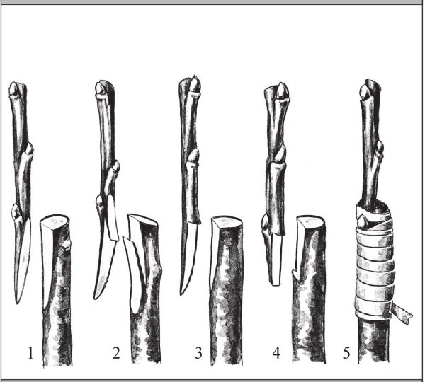 Прививки деревьев