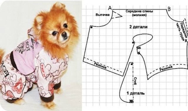 Выкройки одежды для собак - одеваем собаку бесплатно и самостоятельно