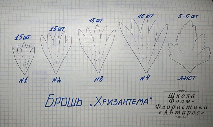 лепесток хризантемы