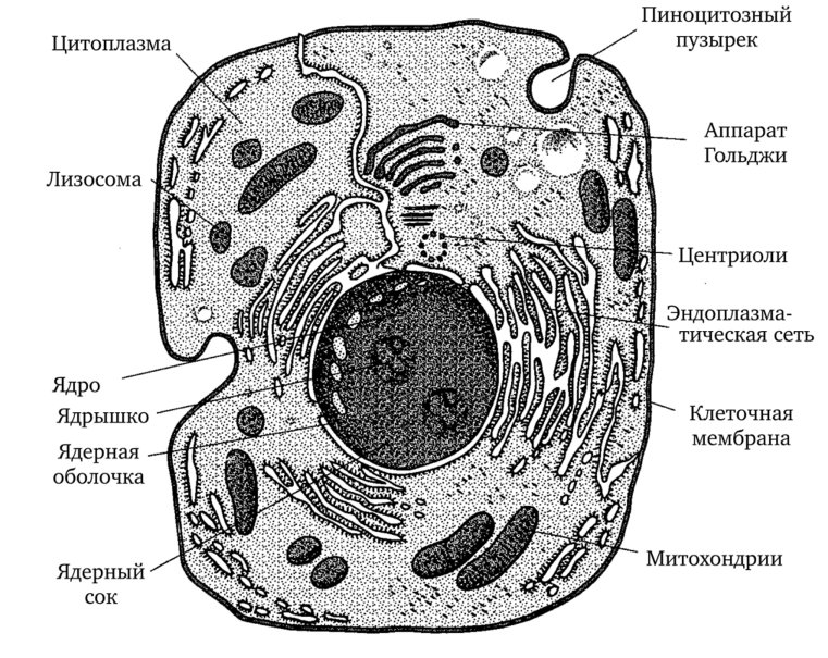 животной клетки