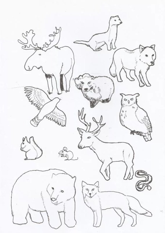 Рисунки животных