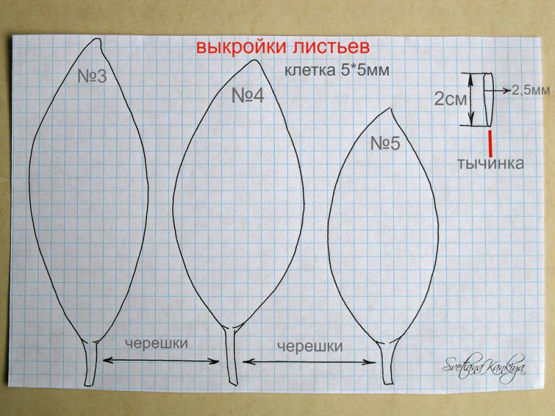 Цветы магнолии