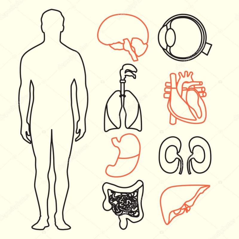 Силуэт человека с внутренними органами