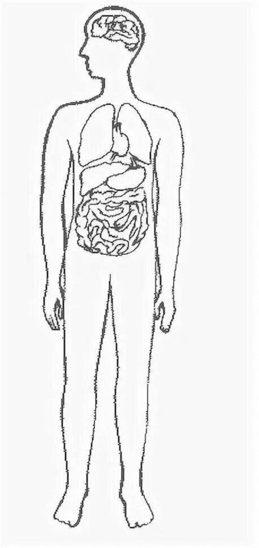 Силуэт человека с внутренними органами