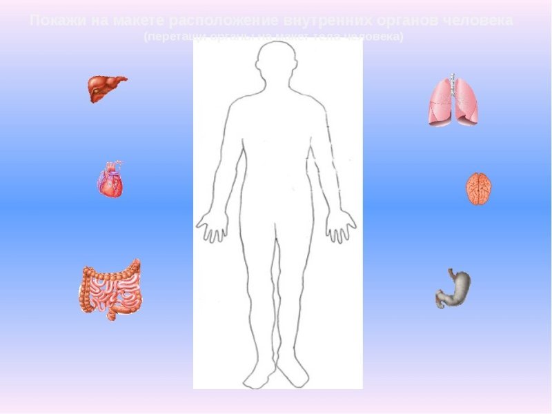 Внутренние органы человека для дошкольников