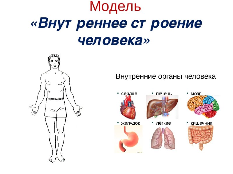 Аппликация внутренние органы человека