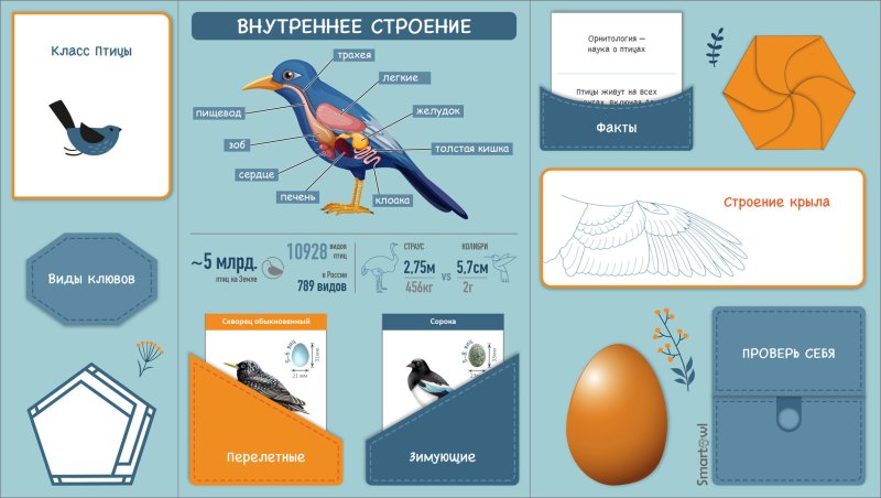 Лэпбук птицы