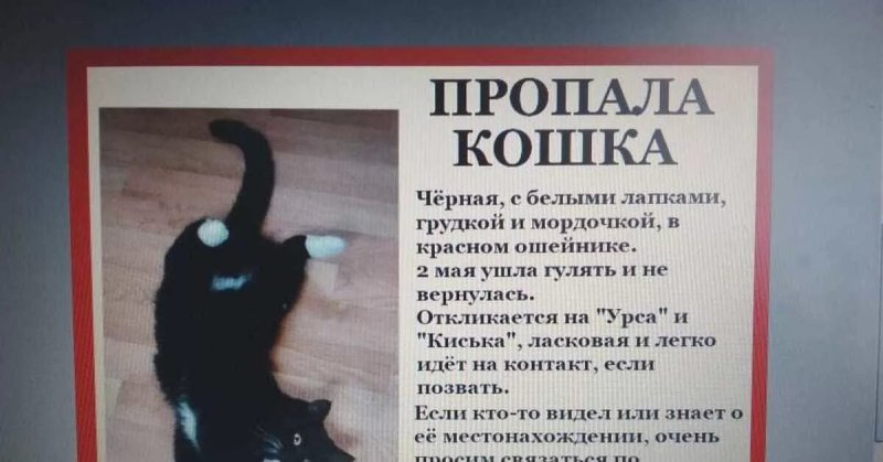 Пропал котенок