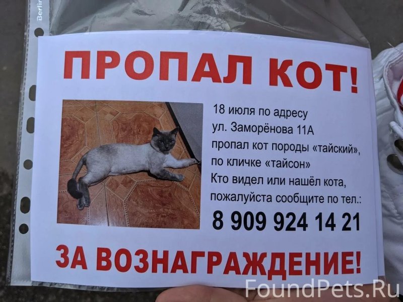 Объявление о пропаже кошки