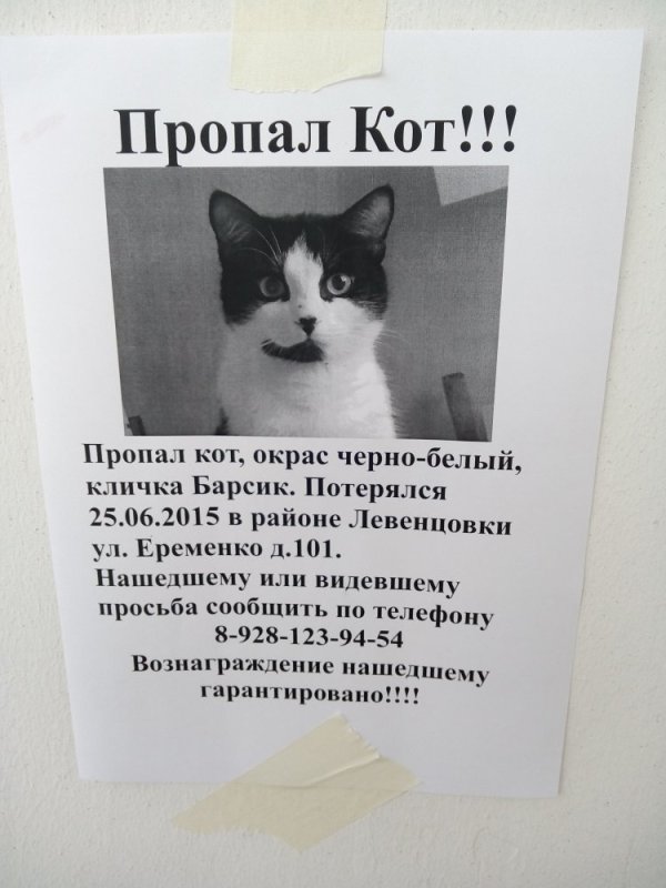 Объявление о пропаже кошки