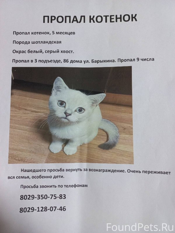 Потерялся котенок