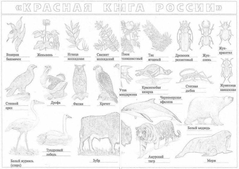 Красная книга раскраска