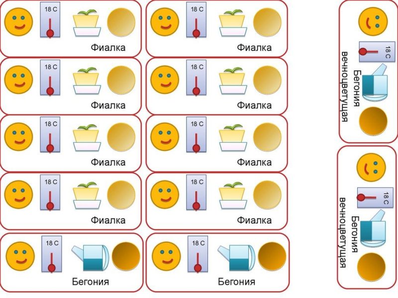 Паспорт комнатных растений бегония вечноцветущая