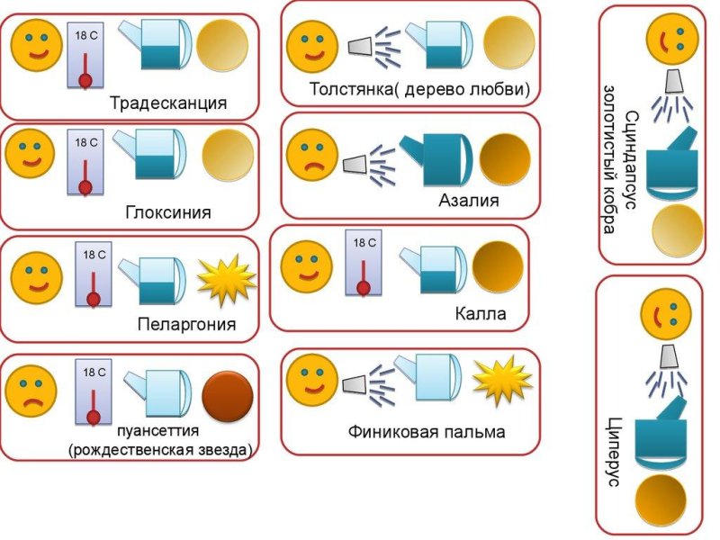 Паспорт комнатных растений толстянка