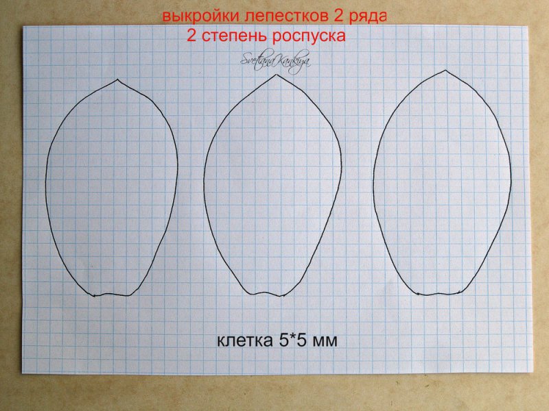 лепестки магнолии