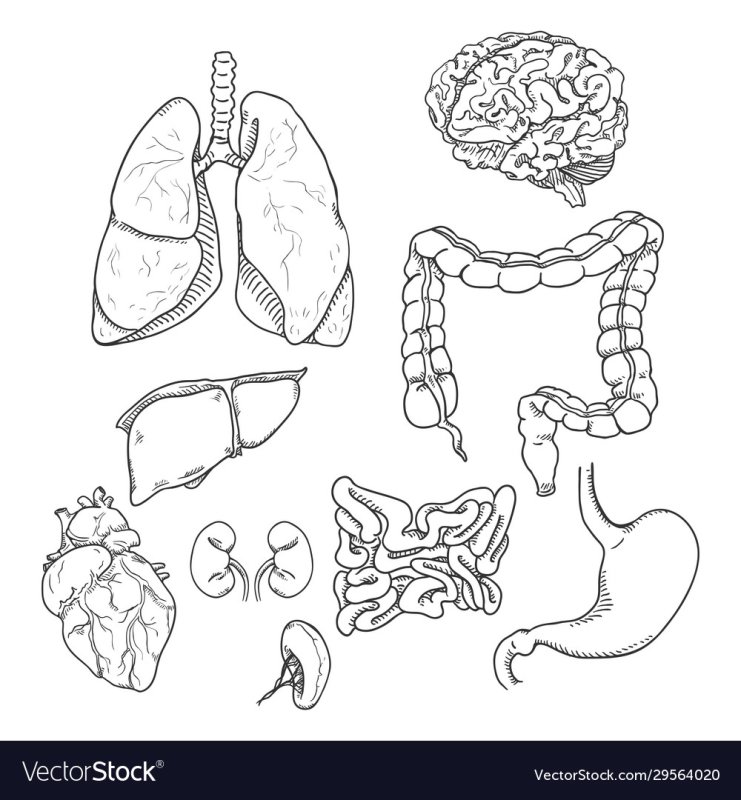 Органы человека рисунок