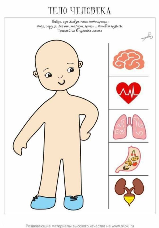 Строение человека для дошкольников