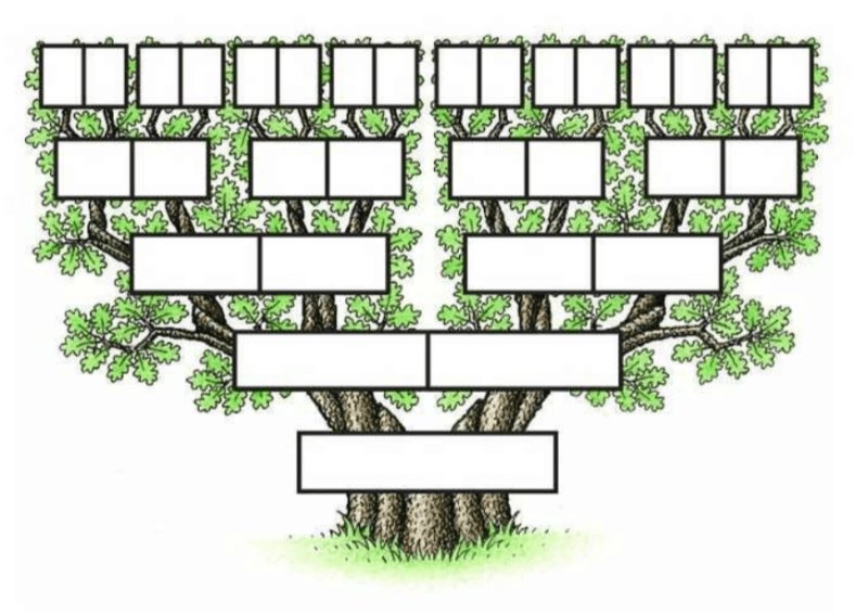 Генеалогическое дерево готовый
