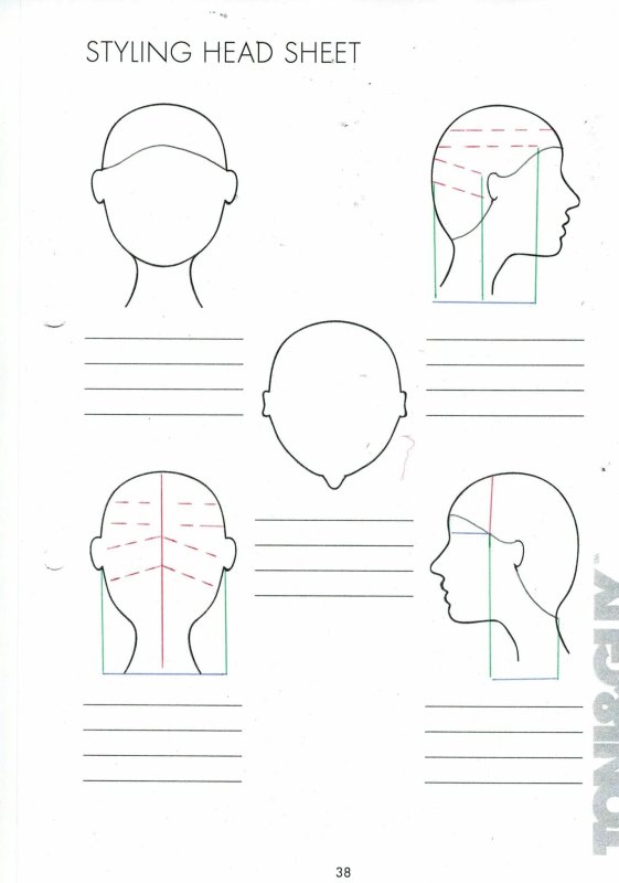 Схема головы для парикмахеров
