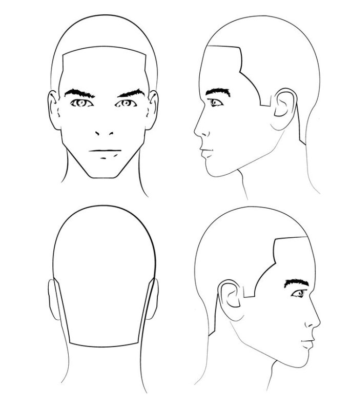 Схема головы для парикмахеров