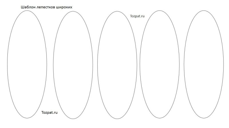 Лепестков ромашки для конкурса