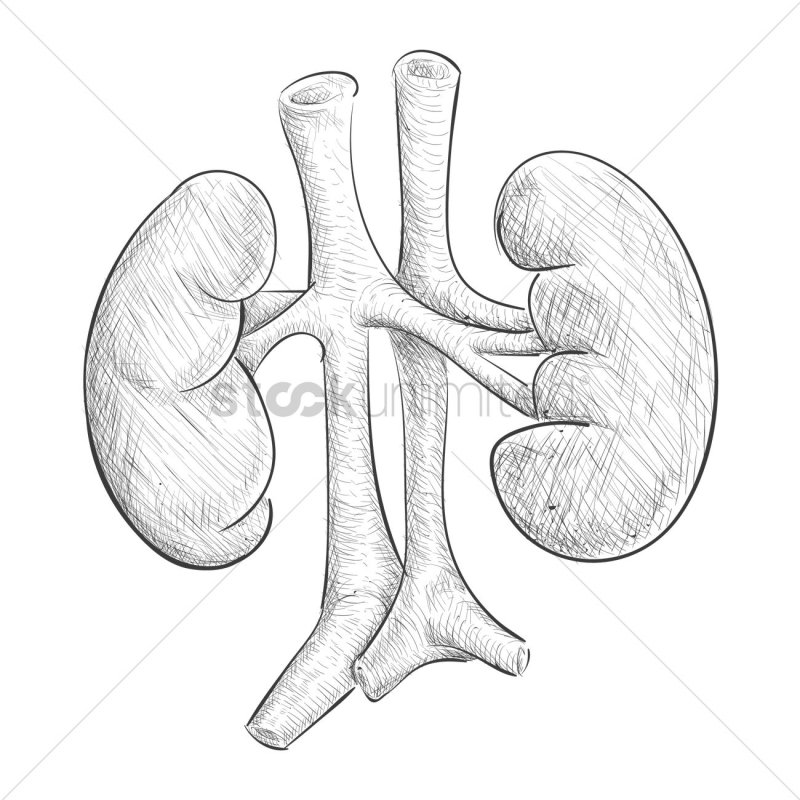 Почки человека карандашом