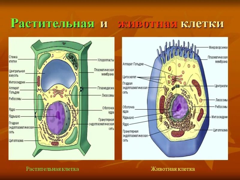 Строение клетки животных и клетки растений