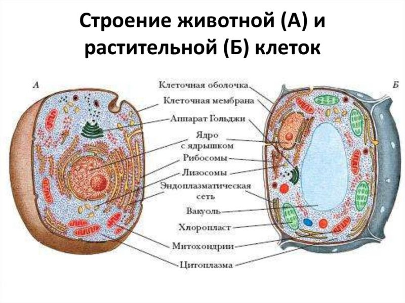 Строение живой и растительной клетки