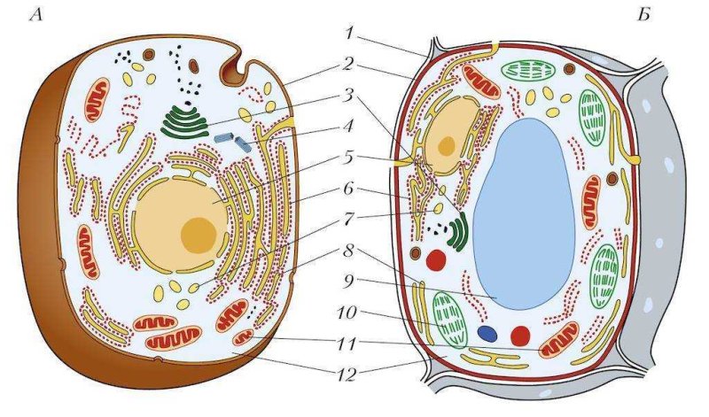 Строение растительной клетки рисунок с подписями 5 класс
