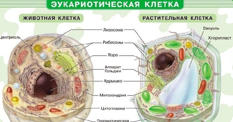 Клетка биология схема клетки животного и растения