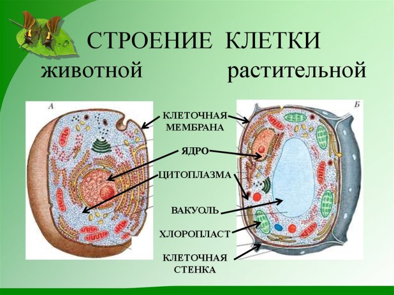 Схема строения клетки животного и растения