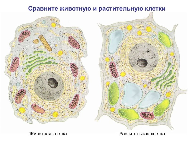 Строение раст и животной клетки