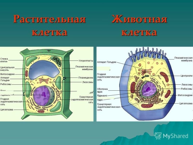 Строение животного и растительной клетки 5 класс