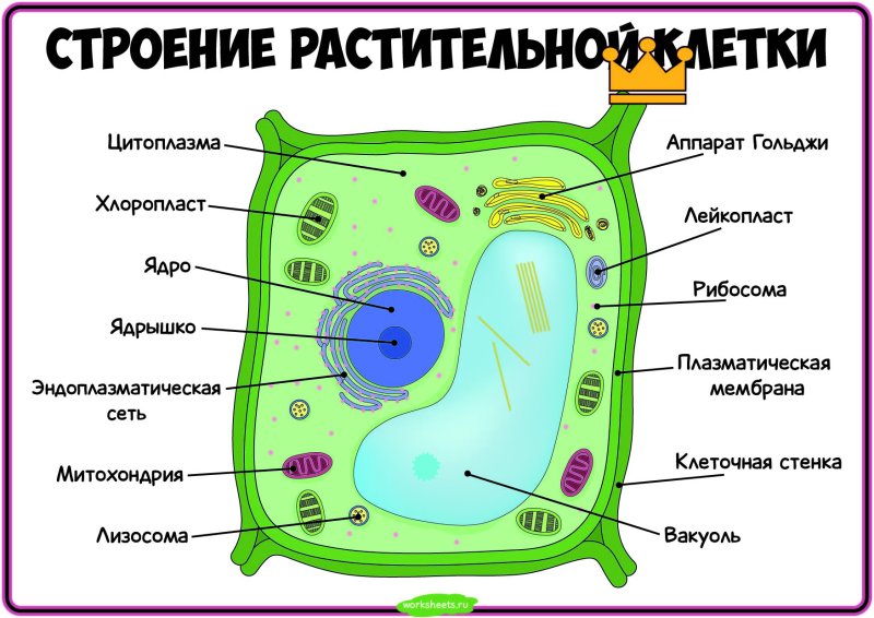 Строение растительной клетки 10 класс биология