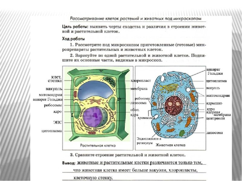 Лабораторная работа строение клетки 9 кл