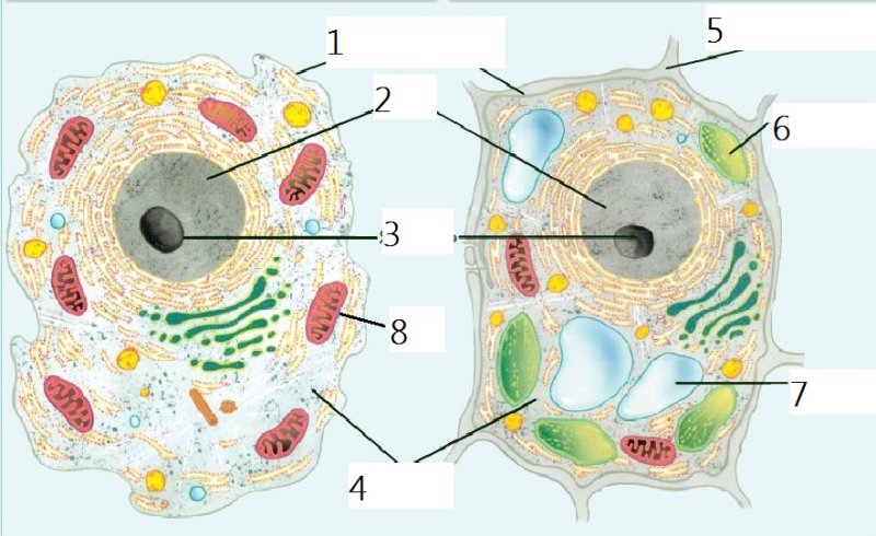 Биология рисунки животная и растительная клетка