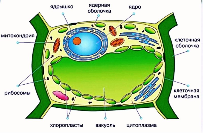 Строение растительной клетки рисунок биология