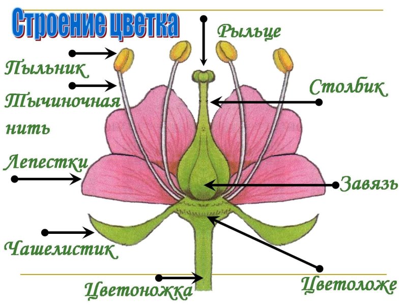 Строение цветка